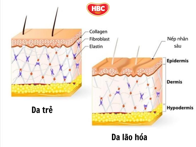 Collagen Có Trong Thực Phẩm Nào