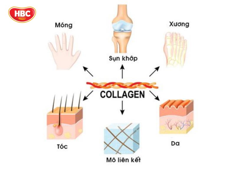 Collagen Có Trong Thực Phẩm Nào